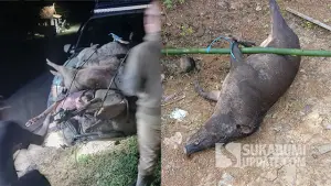 Kondisi babi hutan yang berhasil dilumpuhkan oleh para pemburu. (Sumber : SU/Ragil Gilang)