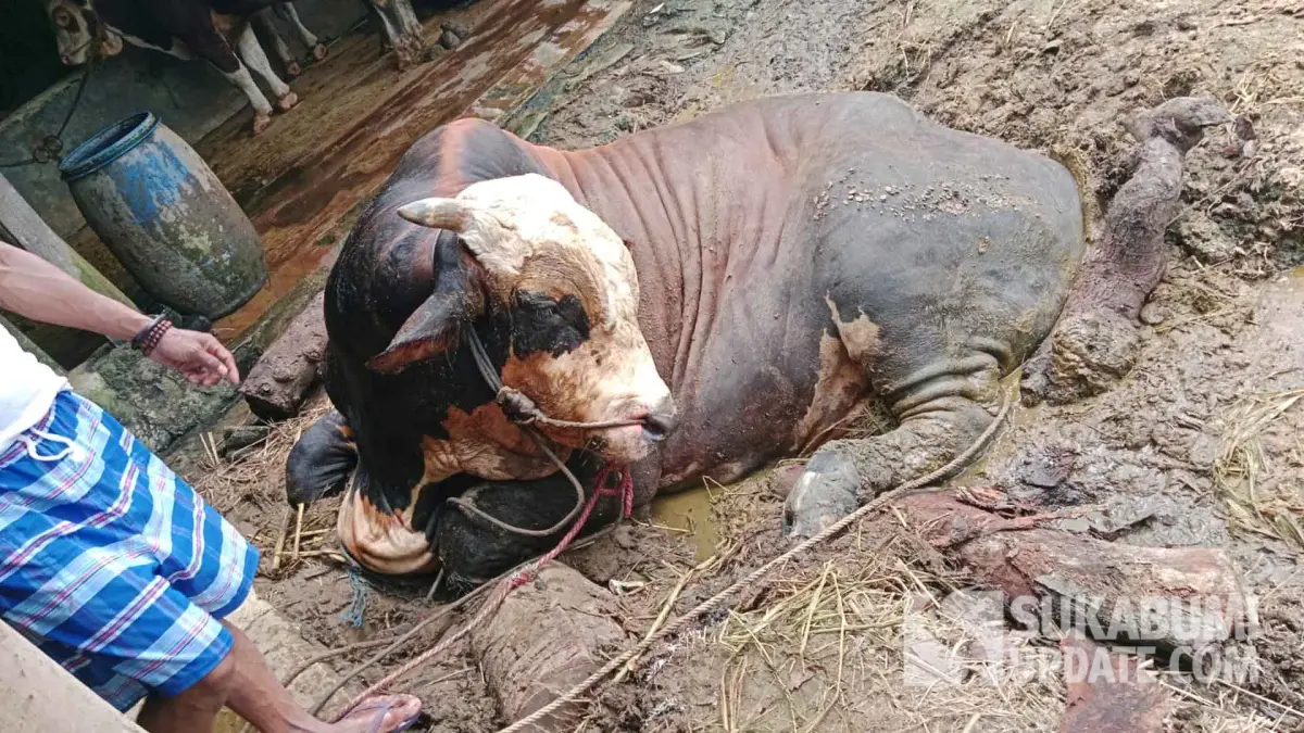 Dramatis! 6 Jam Damkar Sukabumi Evakuasi Sapi Limosin 1,4 Ton Terjebak Lumpur