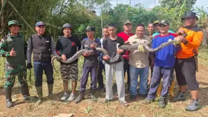 Ular besar yang muncul di lokasi pembukaan lahan Alun-alun Sagaranten Kabupaten Sukabumi (Sumber: dok warga)