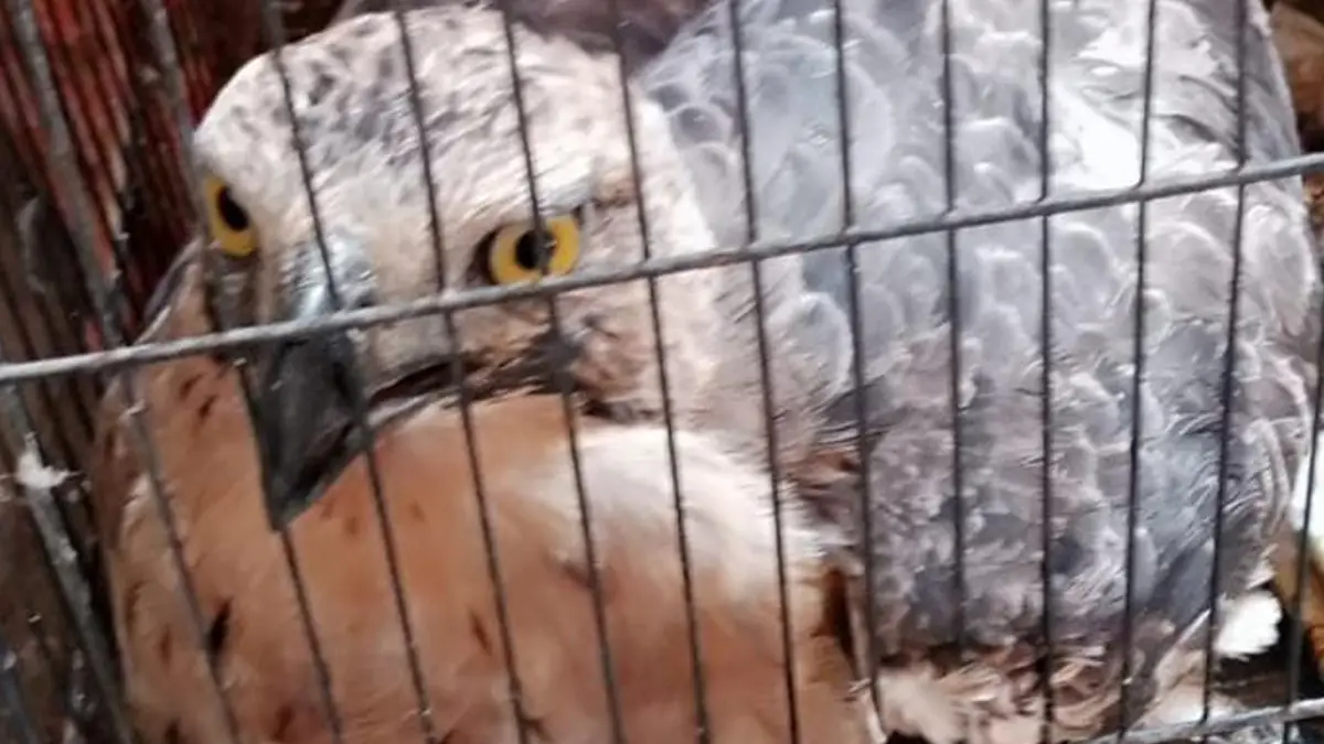 Nyasar ke Pemukiman, Seekor Elang Jawa Diamankan Usai Tabrak Kaca Jendela Warga Nagrak