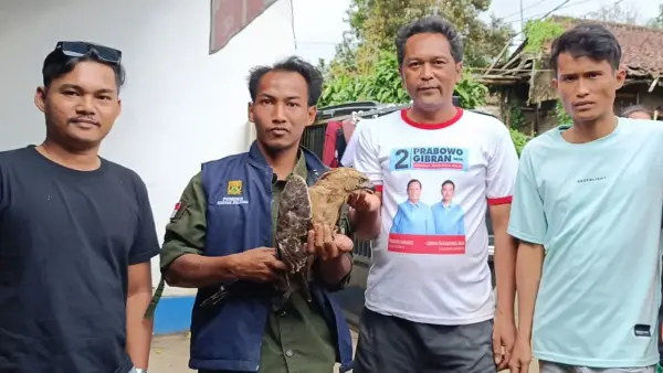 Seekor Elang Jawa yang tabrak kaca jendela rumah warga diserahkan kepada P2BK Nagrak, Kabupaten Sukabumi. (Sumber: Istimewa)