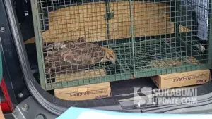 Elang Jawa yang menabrak kaca warga Nagrak Sukabumi saat dievakuasi ke PPSC Cikananga, Nyalindung. (Sumber Foto: Istimewa)