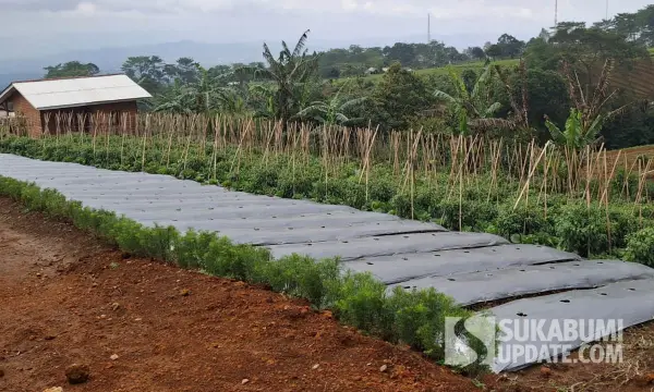 Perkebunan non-teh di kawasan Pondok Halimun, Kecamatan Sukabumi, Kabupaten Sukabumi. | Foto: SU/Oksa Bachtiar Camsyah