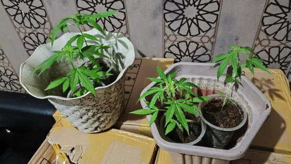 Pohon ganja dalam pot yang berhasil disita Polisi di sebuah rumah di Gunungguruh, Kabupaten Sukabumi. (Sumber: Istimewa)