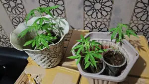 Pohon ganja dalam pot yang berhasil disita Polisi di sebuah rumah di Gunungguruh, Kabupaten Sukabumi. (Sumber: Istimewa)