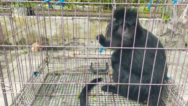 Seekor lutung yang berhasil diamankan warga di Kampung Cibalung, Desa Cijalingan, Kecamatan Cicantayan, Kabupaten Sukabumi, pada Rabu (4/2/2026). (Sumber: Dok Warga)