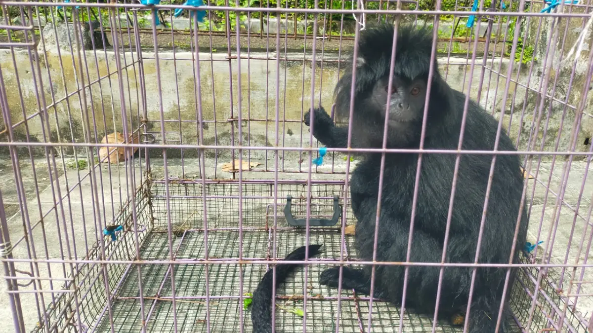 Lutung Masuk Pemukiman Warga Cicantayan, Evakuasi Darurat Dilakukan dengan Alat Seadanya