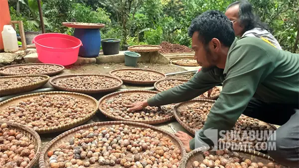 Potret warga sedang mengupas pala sebagai bahan minyak Atsiri, di Kampung Cikontrang, Desa Citamiang, Kecamatan Purabaya, Kabupaten Sukabumi.. (Sumber : SU/Ragil Gilang).