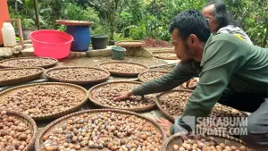 Potret warga sedang mengupas pala sebagai bahan minyak Atsiri, di Kampung Cikontrang, Desa Citamiang, Kecamatan Purabaya, Kabupaten Sukabumi.. (Sumber : SU/Ragil Gilang).