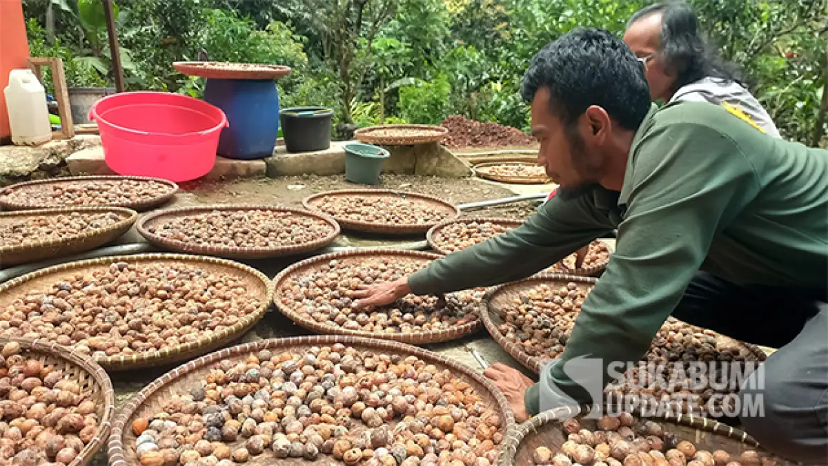 Geliat Minyak Atsiri di Sukabumi Selatan, Petani Pala Terbantu Paguyuban Jampang Manggung