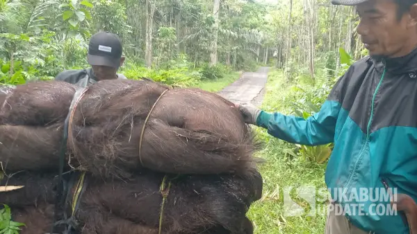Ijuk kawung yang dikumpulkan warga di sekitar kawasan hutan di Sukabumi (Sumber: sukabumiupdate)