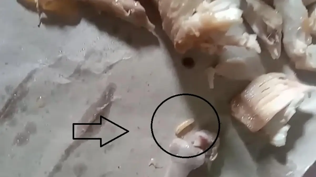 Heboh Belatung Ditemukan di Menu Ayam MBG PAUD Palabuhanratu, SPPG Buka Suara