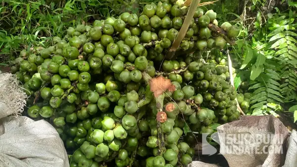 buah caruluk atau kolang - kaling hasil berburu di hutan jelang ramadan (Sumber: warganet)