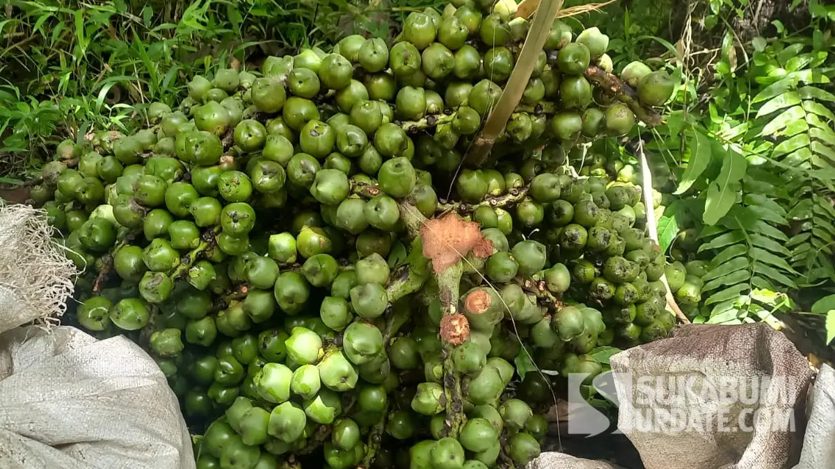 Geliat Perajin Caruluk di Sukabumi Jelang Ramadan: Rp125 Ribu Per Hari, Keluar Masuk Hutan