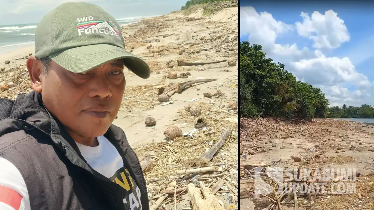 Pesisir Pantai Minajaya hingga Muara Cipamarangan Sukabumi Dipenuhi Limbah Kebun Kelapa