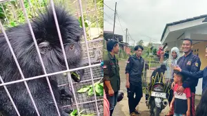 Lutung dari Cicantayan Sementara Dititipkan ke Jaga Satwa Indonesia. (Sumber : Istimewa.).