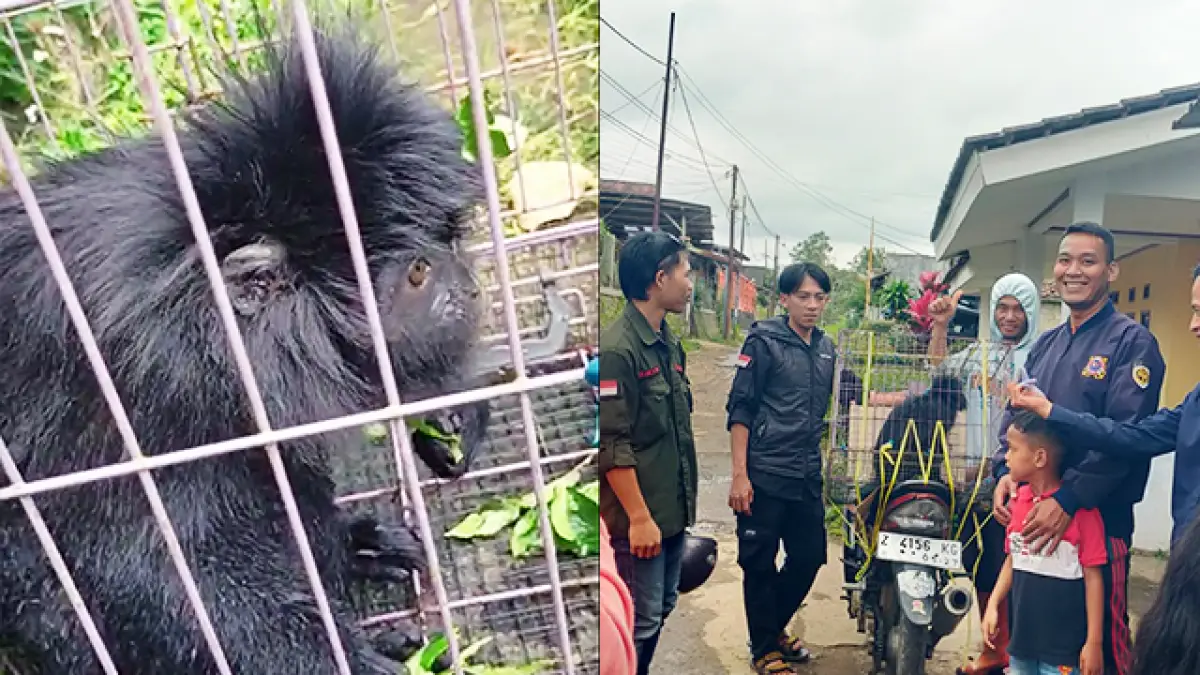 Lutung dari Cicantayan Dititipkan ke Jaga Satwa Indonesia, Ini Kata BBKSDA Jabar