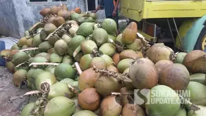 Buah Kelapa Muda dari Pajampangan Sukabumi yang siap kirim ke wilayah Bogor. (Sumber : SU/Ragil Gilang).