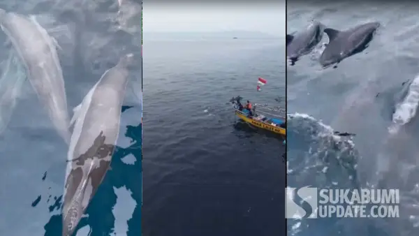 Penampakan lumba-lumba di perairan palangpang geopark ciletuh sukabumi (Sumber: dok warga)