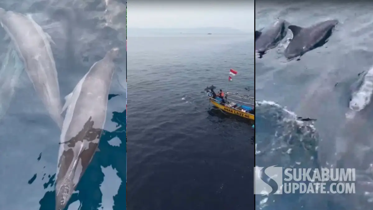 Wisata Lumba-Lumba di Palangpang Geopark Ciletuh Sukabumi, Bisa Dilihat Tiap Hari