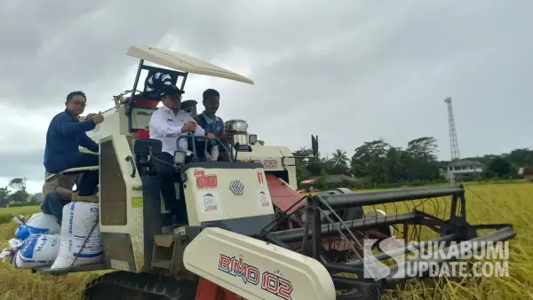 Kadistan Sukabumi, Aep Majmudin saat mengikuti panen padi hasil uji coba IPB. Kamis (12/2/2026). (Sumber: SU/Ragil Gilang)