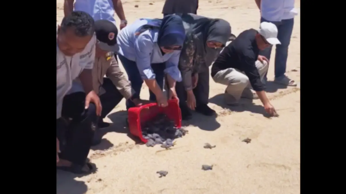 Komisi II DPRD Jabar di lokasi pelestarian penyu hijau pantai pangumbangan Kabupaten Sukabumi