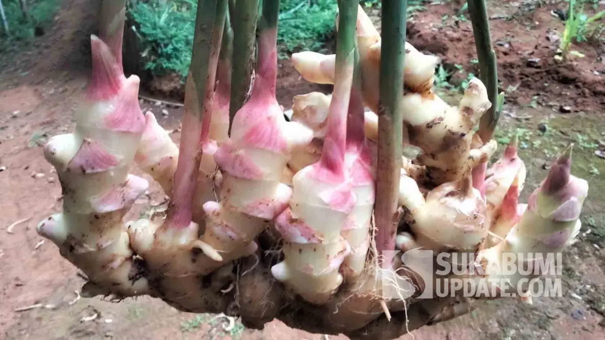 Petani Cibarehol Sukabumi Kembangkan Jahe Gajah, Sekali Tanam Bisa Panen Hingga 8 Ton