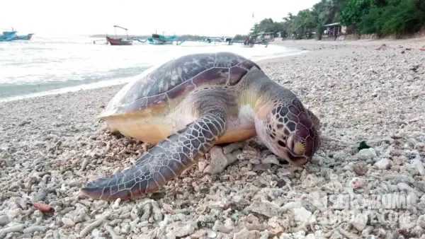 Seekor penyu hijau ditemukan mati terdampar di pesisir Pantai Samagi, kawasan wisata Ujunggenteng, Kabupaten Sukabumi, Selasa (24/2/2026). (Sumber Foto: Istimewa)