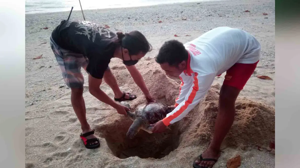 Anggota Pokmaswas bersama warga menguburkan bangkai penyu hijau yang ditemukan mati terdampar di Pantai Samagi.