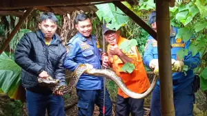 Jujun Juaeni (baju oranye) bersama petugas Damkar mengevakuasi ular sanca di Kampung Babakan RT 01/03, Desa Sukatani, Rabu (25/2/2026). (Sumber Foto: P2BK Parakansalak)