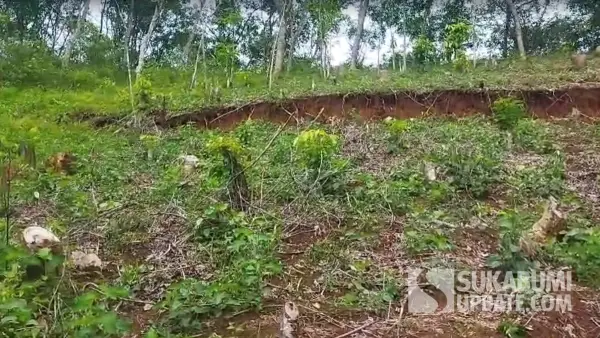 penggundulan hutan dan kebun lereng bukit diatas pemukiman dijambe, lokasi pergerakan tanah (Sumber: sukabumiupdate)