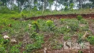 penggundulan hutan dan kebun lereng bukit diatas pemukiman dijambe, lokasi pergerakan tanah (Sumber: sukabumiupdate)
