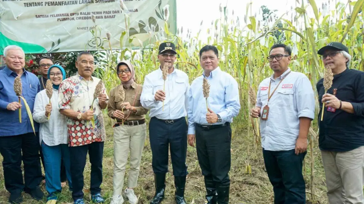 Pemprov Jabar Dorong Sorgum Jadi Penguat Ketahanan Pangan dan Energi Terbarukan