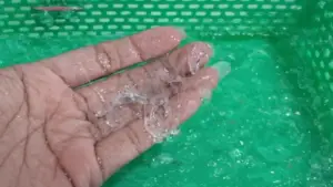 Ilustrasi benur atau benih lobster hasil tangkapan nelayan di Sukabumi (Sumber: dok nelayan)