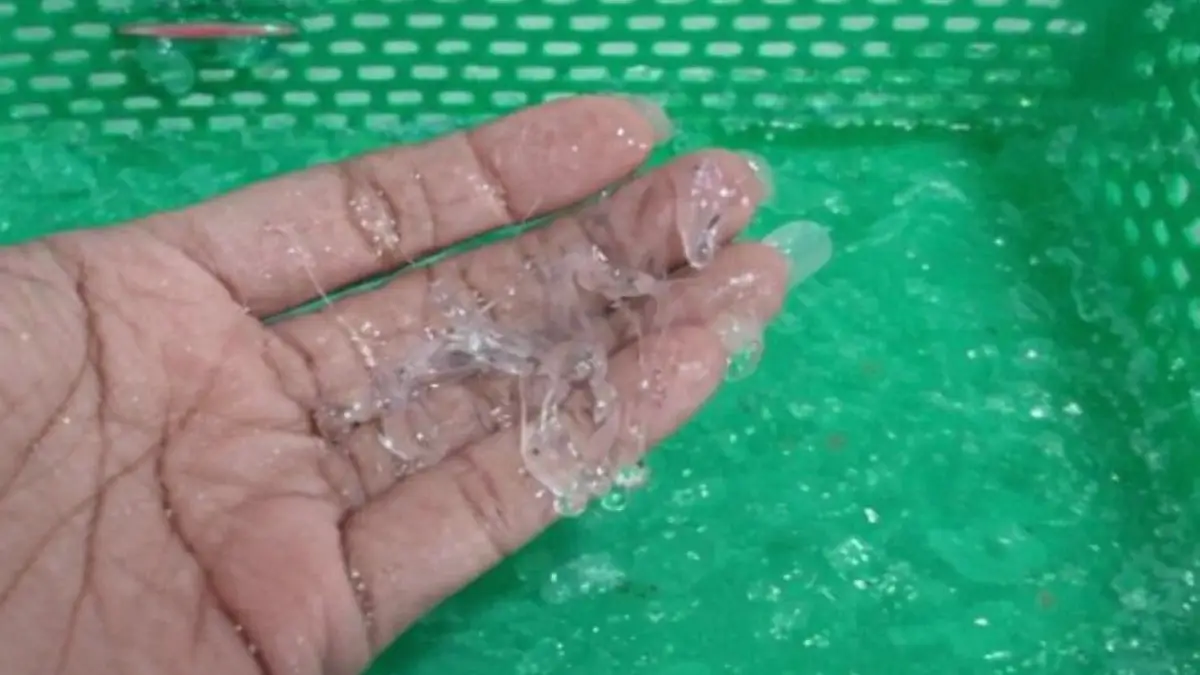 Nelayan Ujunggenteng Kecewa, Surat Edaran Gubernur Jabar Soal Pembatasan Penangkapan Benur