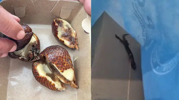 Penampakan buah salak busuk serta bangkai cicak kerang dalam menu MBG di Kota Sukabumi. (Sumber: Istimewa)