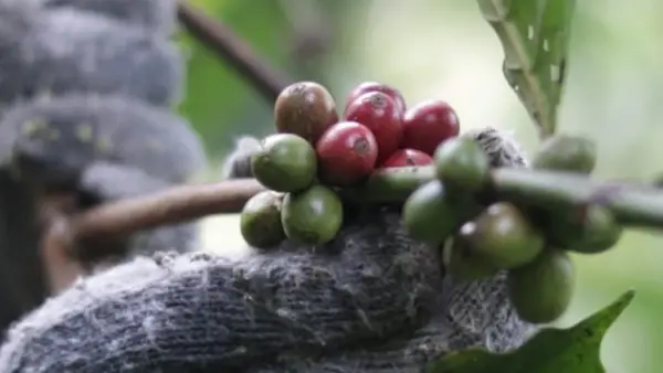 Penampakan kopi yang tumbuh di lereng Gunung Salak, TNGHS Kabupaten Sukabumi. (Sumber: Istimewa)