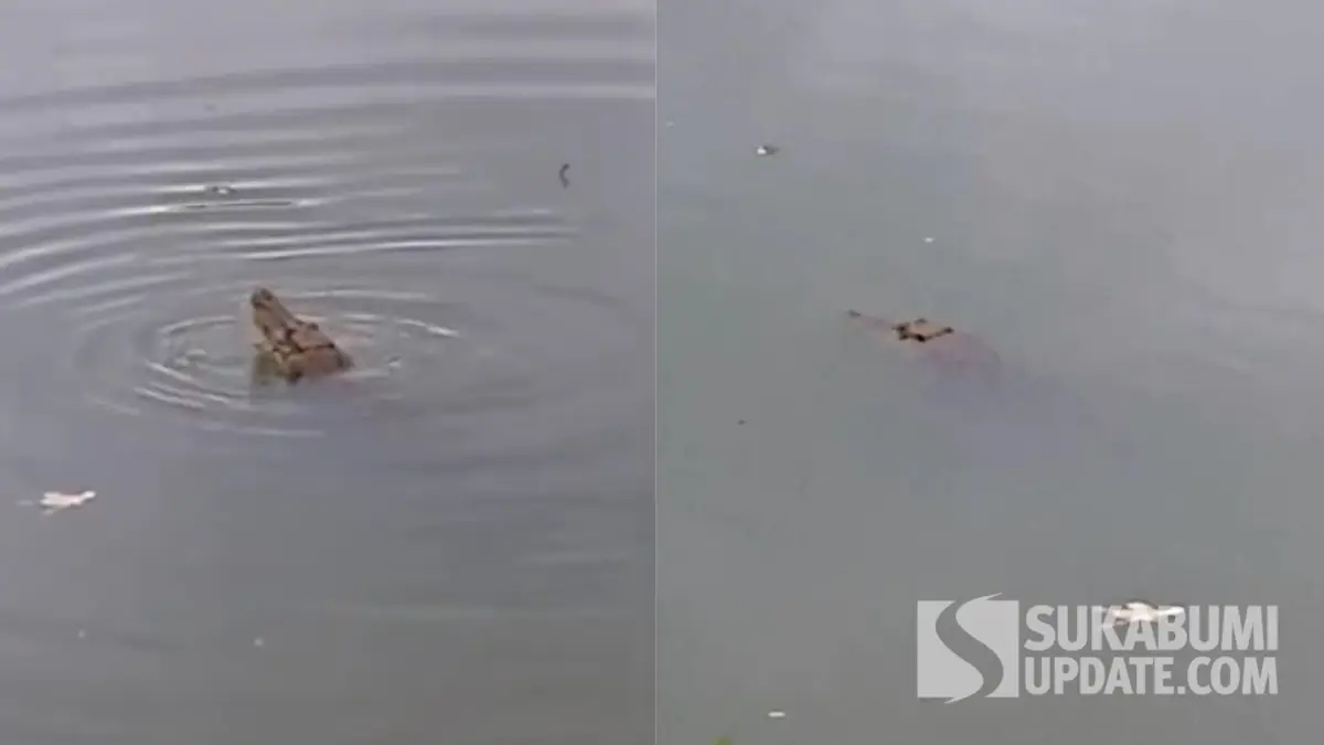 Kemunculan buaya penghuni Sungai Cimandiri di di Kampung Cihurang, Desa Cidadap, Kecamatan Simpenan, Kabupaten Sukabumi.