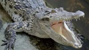 Warga Cidadap Simpenan Sukabumi digegerkan dengan kemunculan buaya di bantaran Sungai Cimandiri. Foto Hanya Ilustrasi (Sumber : Freepik)