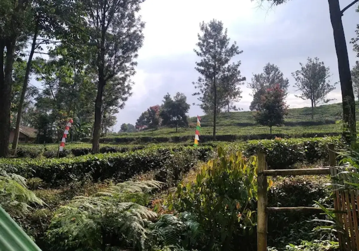 Wisata Murah Meriah di Sukabumi Menikmati Rimbunnya Pepohonan dan Sejuknya Kebun Teh