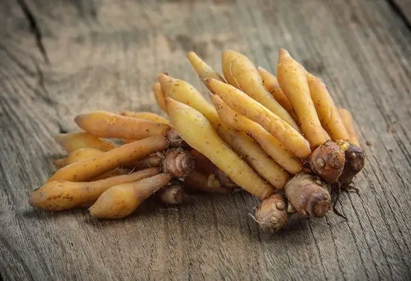 Temu kunci, Rimpang dengan segudang manfaat (Sumber : Fingerroot)