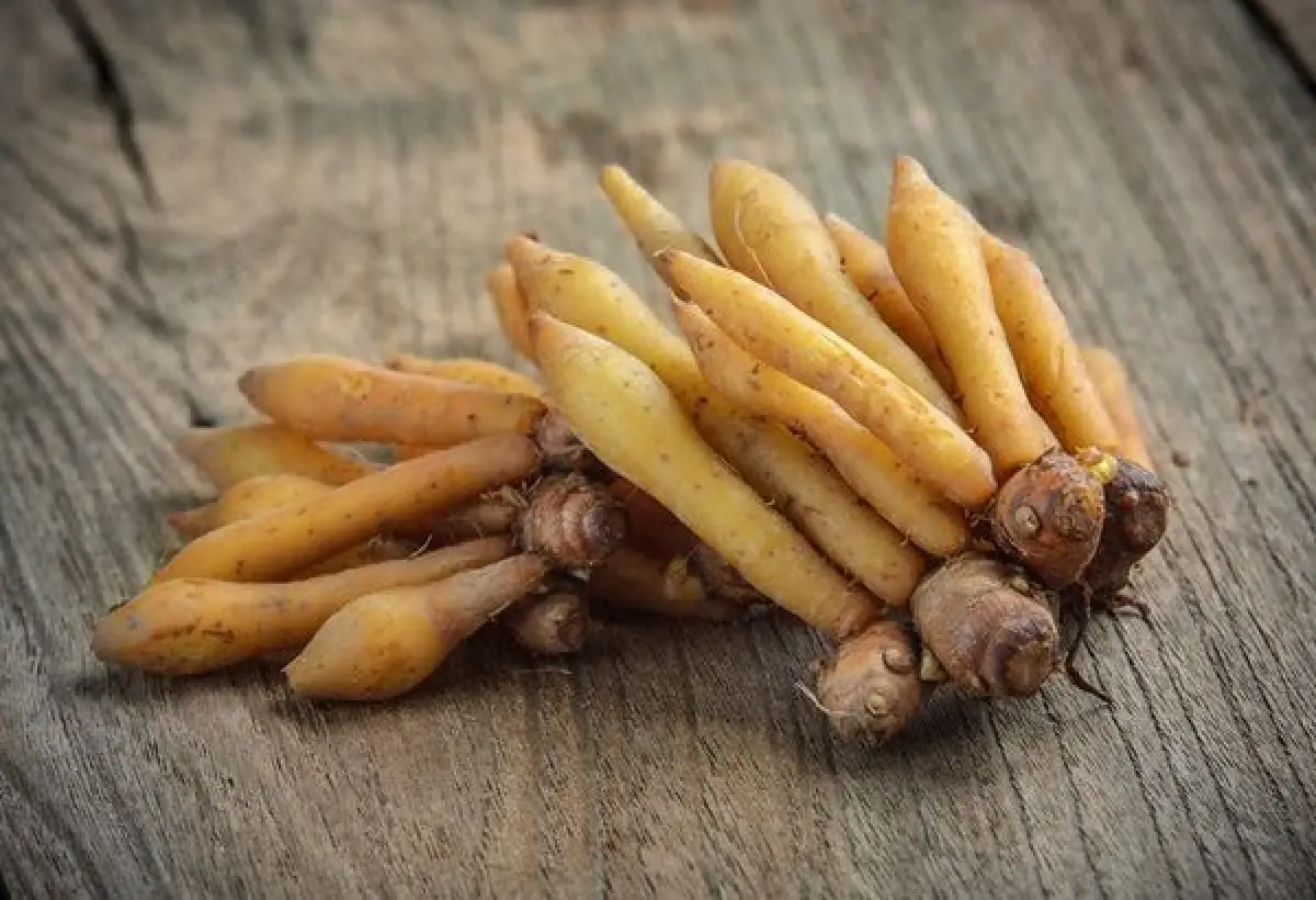 Manfaat Temu Kunci, Rimpang Kecil dengan Khasiat Besar