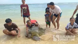 Para wisatawan di Pantai Cibuaya di Desa Pangumbahan, Kecamatan Ciracap, Sukabumi, saat pegang penyu hijau di bibir | Foto : Ragil Gilang