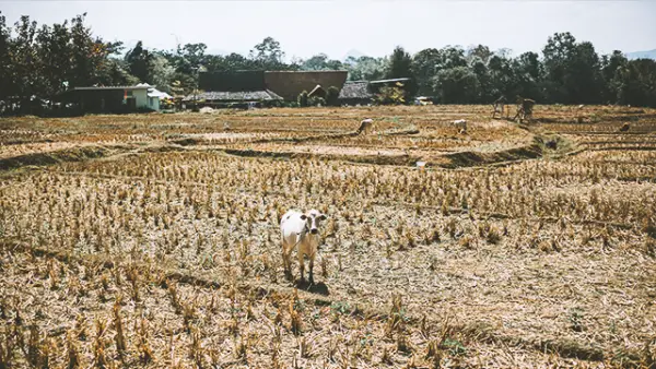 Ilustrasi Musim Kemarau 2026. (Sumber Foto: Freepik.com/@sergeycauselove)