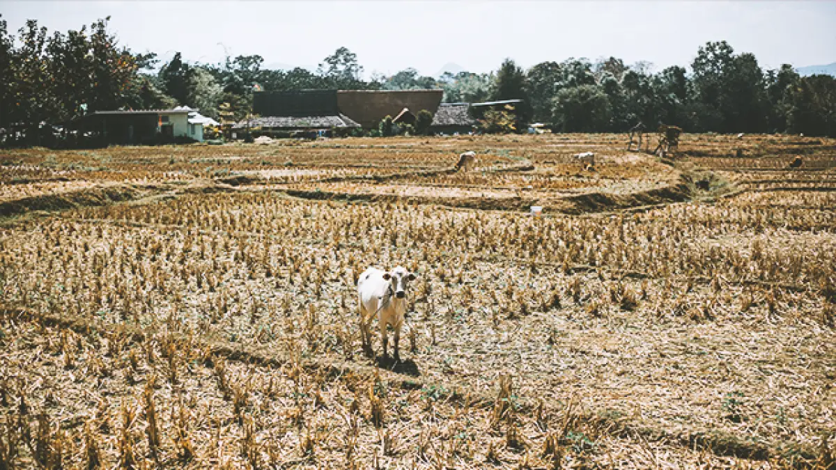 Ilustrasi Musim Kemarau 2026. | Freepik.com/@sergeycauselove