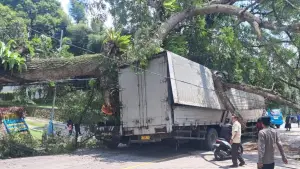 Pohon tumbang di jalan nasional Sukabumi Bogor pulau pinang Ciawi, Kamis 16 April 2026 (Sumber: dok warganet @rusdi tenabang)