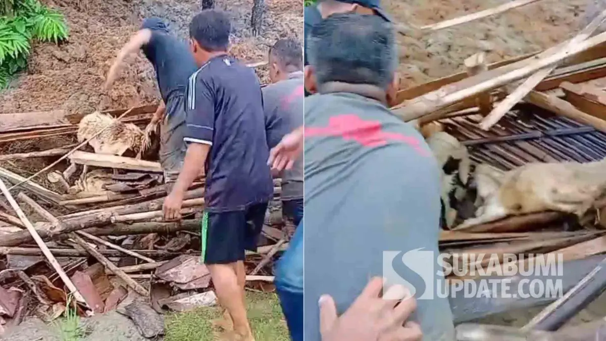 Evakuasi Dramatis 9 Domba dari Kandang Ambruk Saat Longsor di Jampangtengah