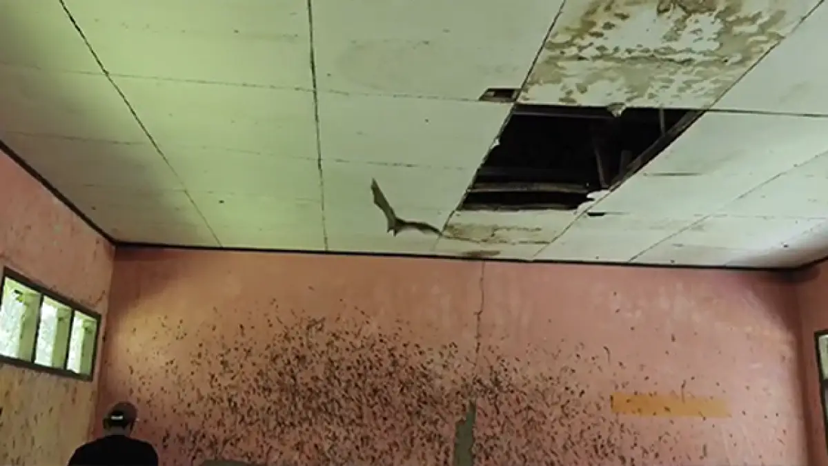 Kelelawar yang bersarang di salah satu ruangan SDN Kaum Hegarmanah.