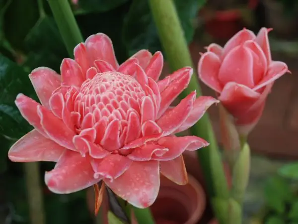 Bunga kecombrang, rempah aromatik yang mengandung banyak manfaat (Sumber : flickr.com)