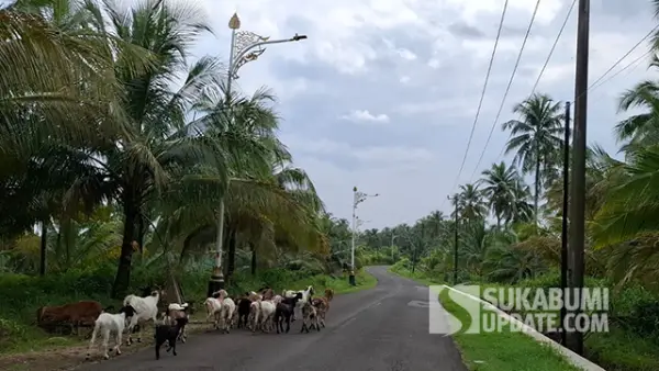 Puluhan Kambing Jadi Pemandangan Tak Biasa di Jalur Ciracap Sukabumi. (Sumber : SU/Ragil Gilang).